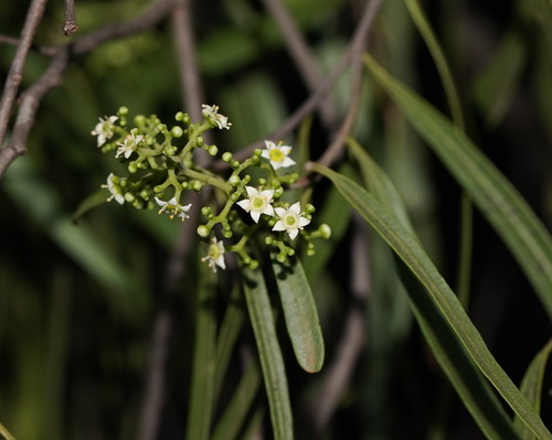 Geijera parviflora (Wilga) (alternate view 2)