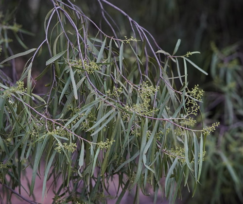 Geijera parviflora (Wilga) (alternate view 3)