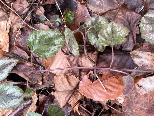 Lamium galeobdolon (yellow archangel)