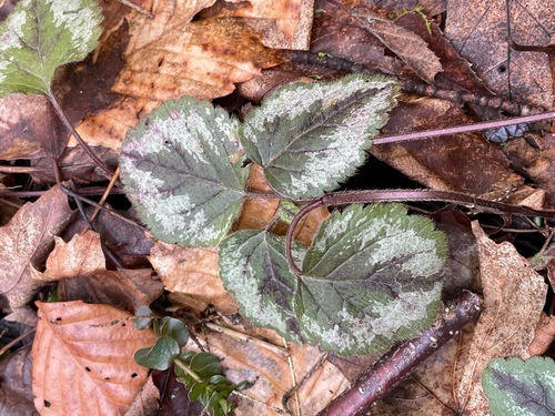 Lamium galeobdolon (yellow archangel)