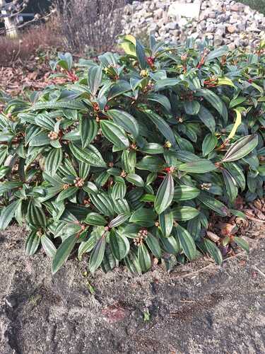 Viburnum davidii (David viburnum)