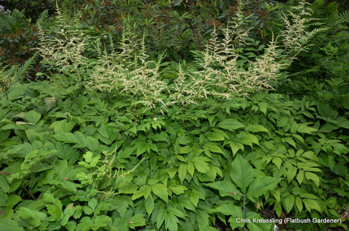 Astilbe (false goat's beards) (alternate view 11)