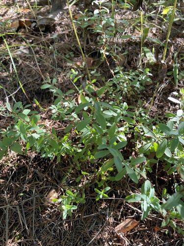 Hypericum stragulum (low St. John's wort) (alternate view 3)