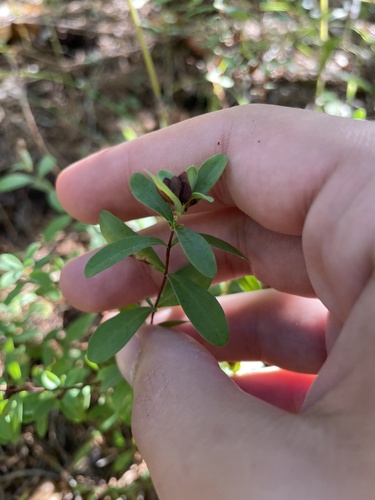 Hypericum stragulum (low St. John's wort) (alternate view 4)