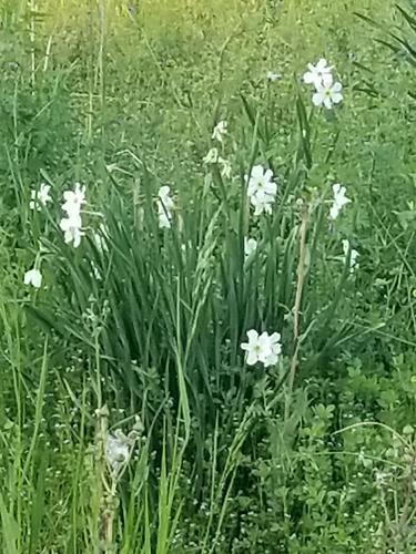 Narcissus × medioluteus (Primrose-peerless) (alternate view 14)