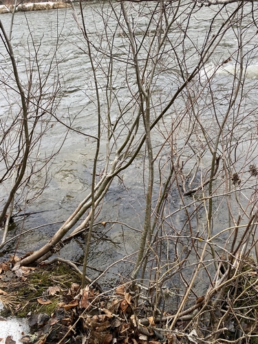 Alnus incana (Mountain Alder) (alternate view 3)
