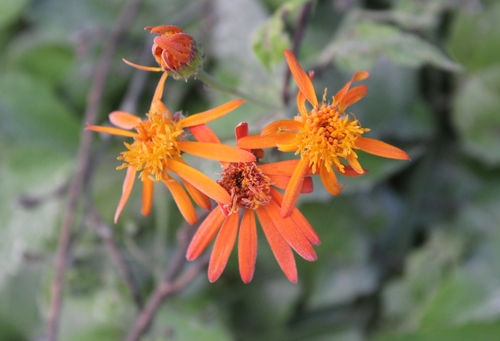 Pseudogynoxys chenopodioides (Mexican Flame Vine)
