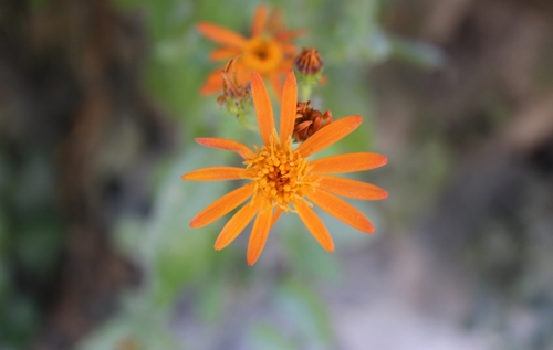 Pseudogynoxys chenopodioides (Mexican Flame Vine)
