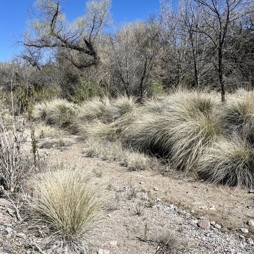 Muhlenbergia rigens (deergrass) (alternate view 11)