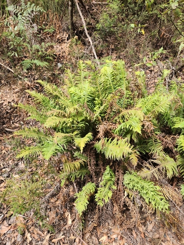 Blechnum nudum (Fishbone water-fern)