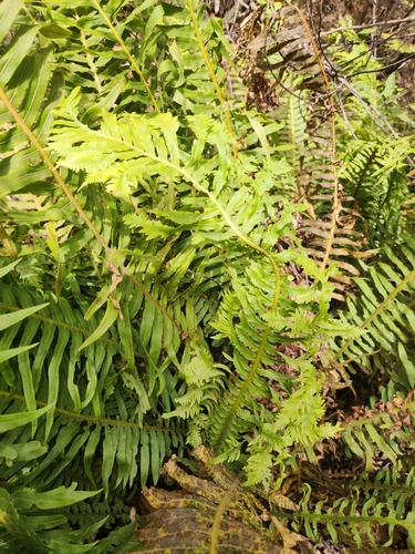 Blechnum nudum (Fishbone water-fern) (alternate view 2)