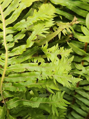 Blechnum nudum (Fishbone water-fern) (alternate view 3)