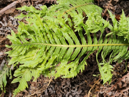 Blechnum nudum (Fishbone water-fern) (alternate view 4)