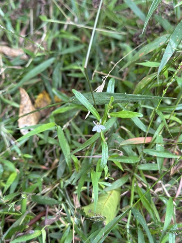 Lobelia anceps (angled lobelia) (alternate view 9)