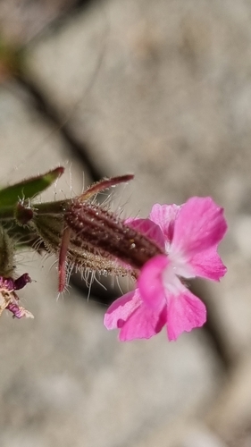 Silene gallica (Small-flowered Catchfly) (alternate view 9)