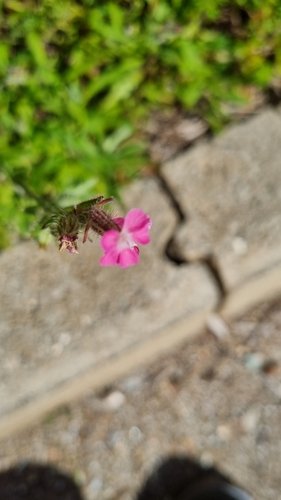 Silene gallica (Small-flowered Catchfly) (alternate view 10)