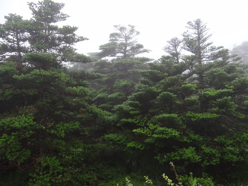 Abies koreana (Korean fir) (alternate view 4)
