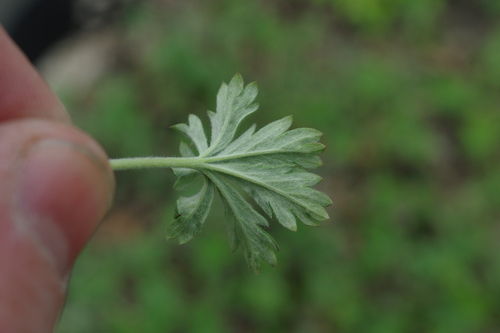 Potentilla argentea (Silvery Cinquefoil)