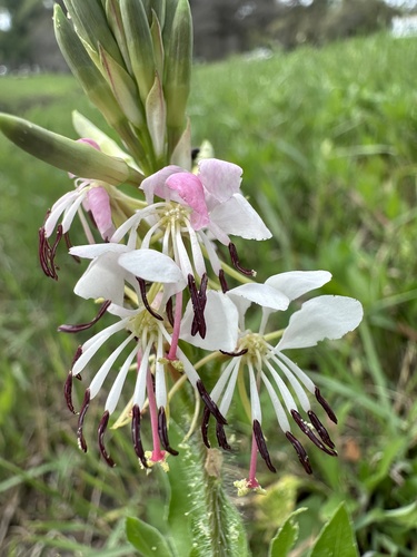 Oenothera suffulta (roadside gaura) (alternate view 4)