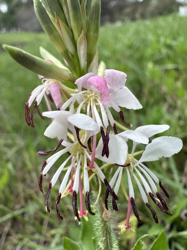 Oenothera suffulta (roadside gaura) (alternate view 5)