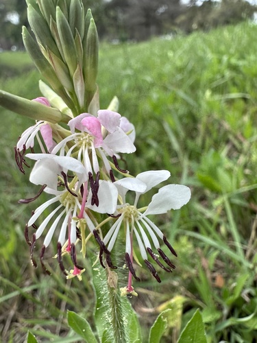 Oenothera suffulta (roadside gaura) (alternate view 6)