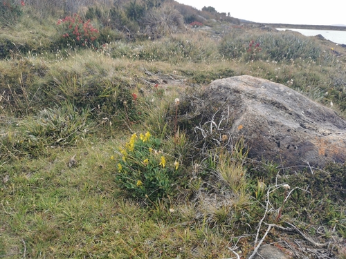 Bellendena montana (Mountain Rocket) (alternate view 7)