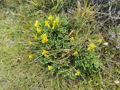 Bellendena montana (Mountain Rocket) (alternate view 8)