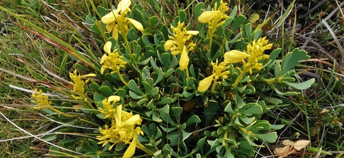 Bellendena montana (Mountain Rocket) (alternate view 9)