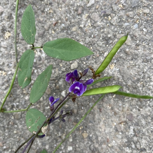 Glycine tabacina (Glycine Pea)