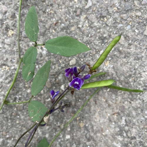 Glycine tabacina (Glycine Pea) (alternate view 2)