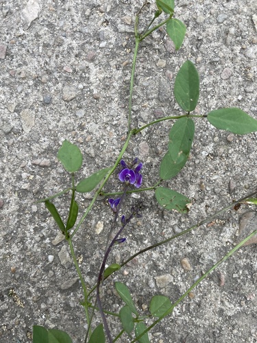 Glycine tabacina (Glycine Pea) (alternate view 3)
