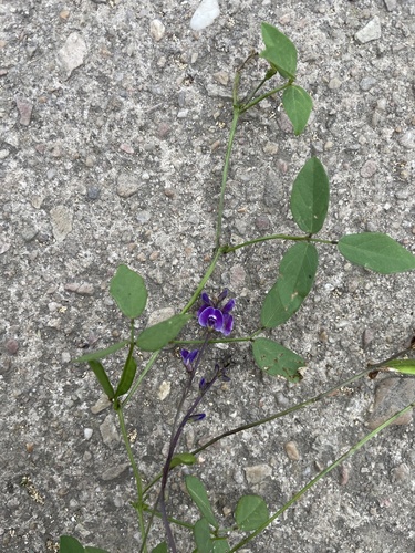 Glycine tabacina (Glycine Pea) (alternate view 4)