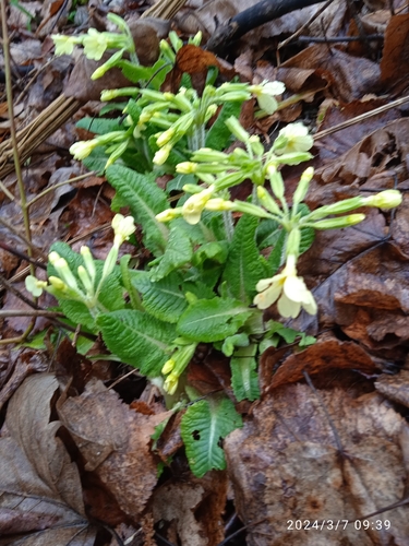 Primula (polyanthus) (alternate view 5)