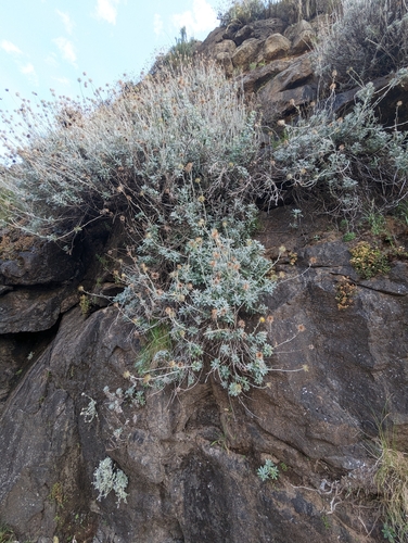 Berkheya (African Thistles) (alternate view 5)