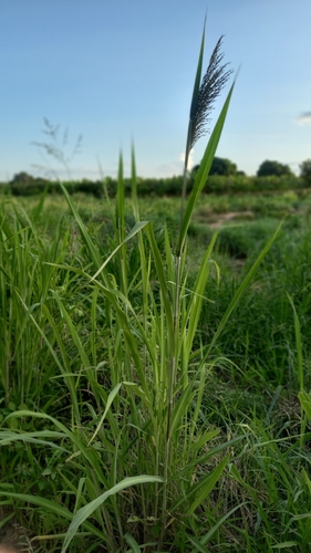 Megathyrsus maximus (Guinea Grass) (alternate view 7)