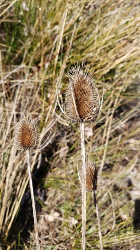 Dipsacus fullonum (common teasel)