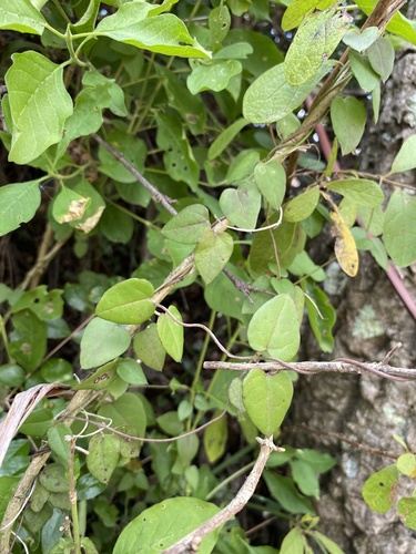 Ceropegia woodii (String of Hearts)