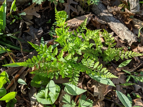 Cystopteris protrusa (lowland brittle fern)