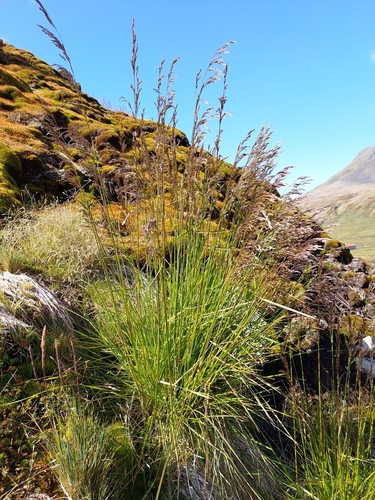 Deschampsia cespitosa (tufted hairgrass) (alternate view 4)