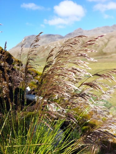 Deschampsia cespitosa (tufted hairgrass) (alternate view 5)
