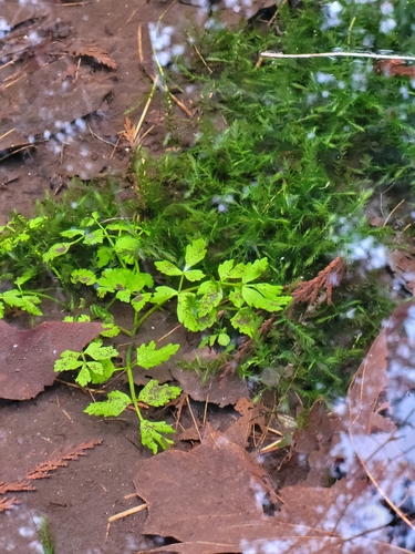Oenanthe sarmentosa (water-parsley)