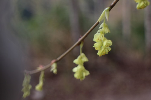 Corylopsis pauciflora (winter hazel, buttercup winter hazel) (alternate view 8)