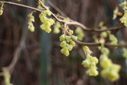 Corylopsis pauciflora (winter hazel, buttercup winter hazel) (alternate view 9)