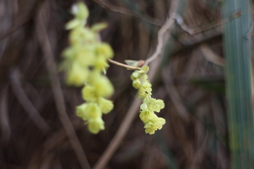 Corylopsis pauciflora (winter hazel, buttercup winter hazel) (alternate view 10)