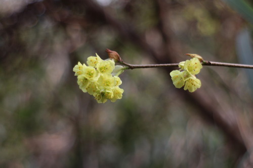 Corylopsis pauciflora (winter hazel, buttercup winter hazel) (alternate view 11)