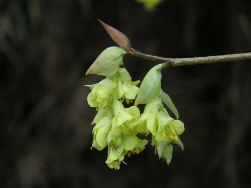 Corylopsis pauciflora (winter hazel, buttercup winter hazel) (alternate view 12)