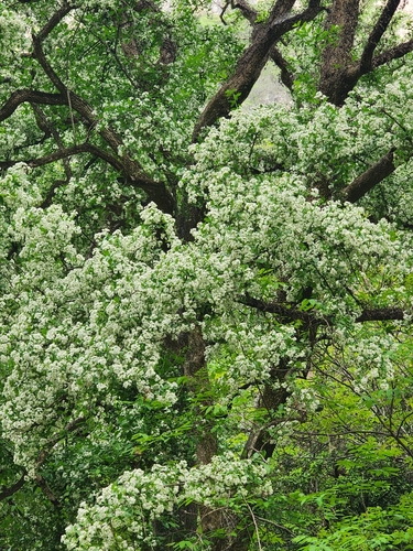 Ehretia anacua (Anacua)