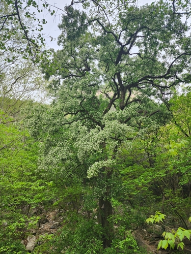 Ehretia anacua (Anacua) (alternate view 2)
