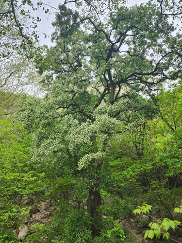 Ehretia anacua (Anacua) (alternate view 3)
