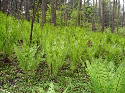 Matteuccia struthiopteris (Ostrich Fern)